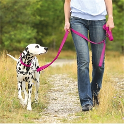 Laisse ou collier chien: divers coloris au choix