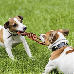 Corde de jeu pour chien