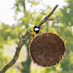 Tête de tournesol pour oiseaux