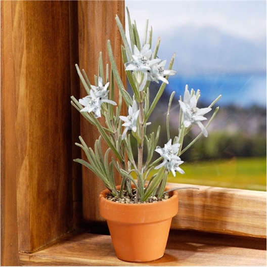 Edelweiss