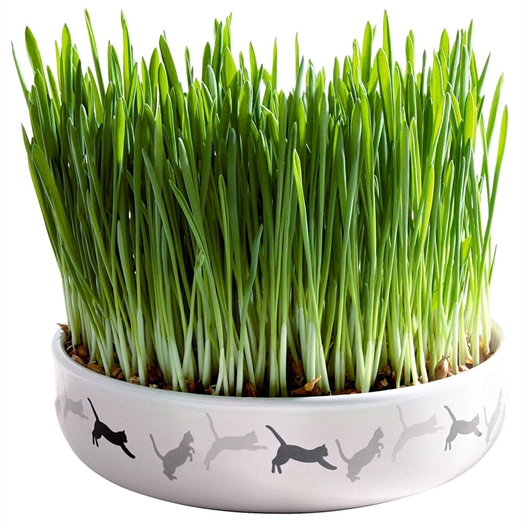 Ecuelle céramique avec herbe à chat