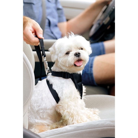 Harnais et laisse de sécurité voiture pour chien 