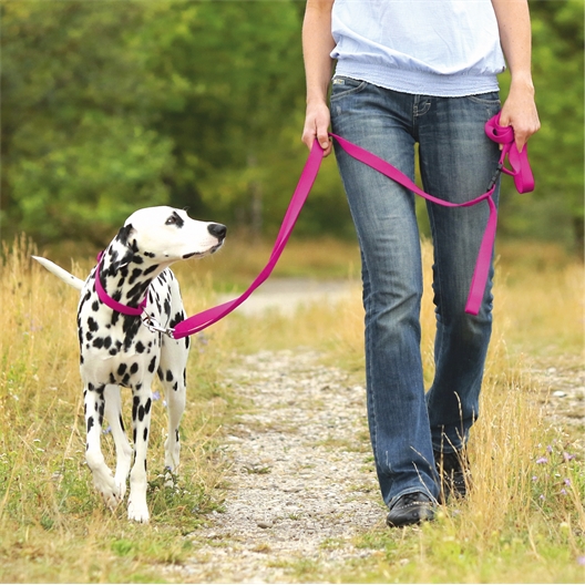 Laisse ou collier chien: divers coloris au choix