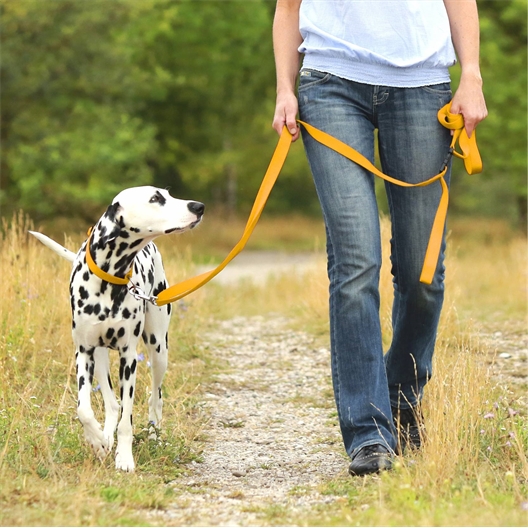 Laisse ou collier chien