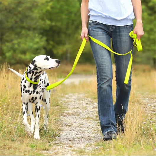 Laisse ou collier chien: divers coloris au choix