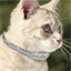 Collier chat