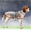Imper chien transparent : 3 tailles