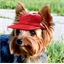 Casquette chien rouge : 3 tailles
