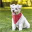 Collier pour chien bandana Rouge