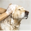 Shampoing solide antiparasites ou anti-odeur