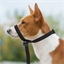 Collier de dressage pour chien